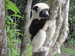 lemur madagascar