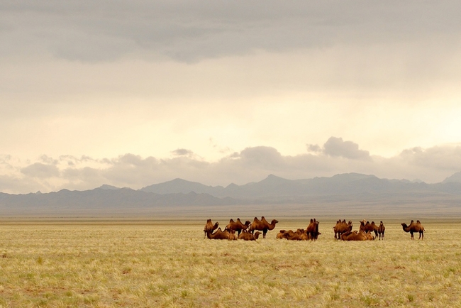 Make your own way in the sprawling Gobi desert.jpg