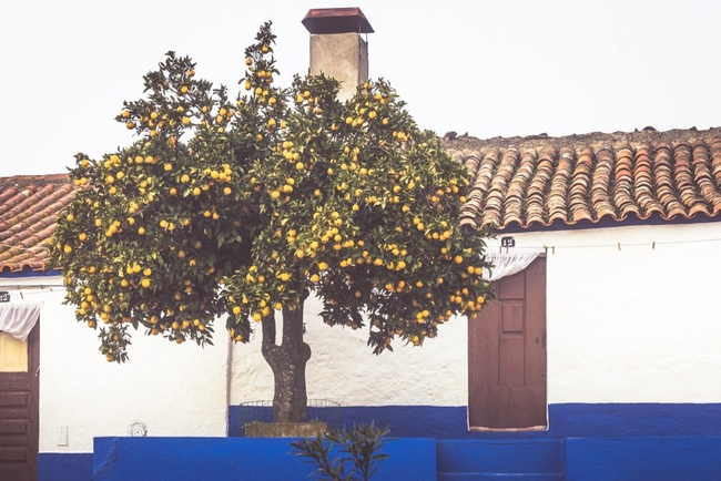 One of the many orange trees which dot the Algarve © David Saintyves.jpg