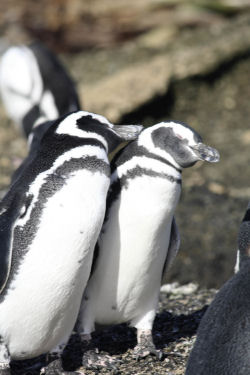 penguins cape horn