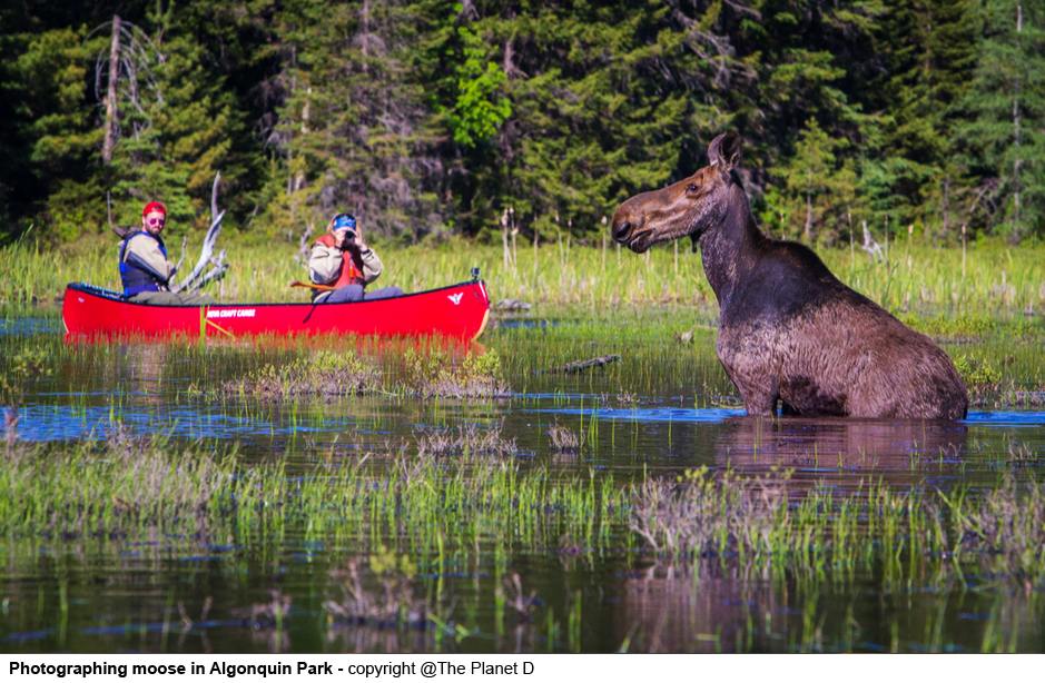 Photographing moose