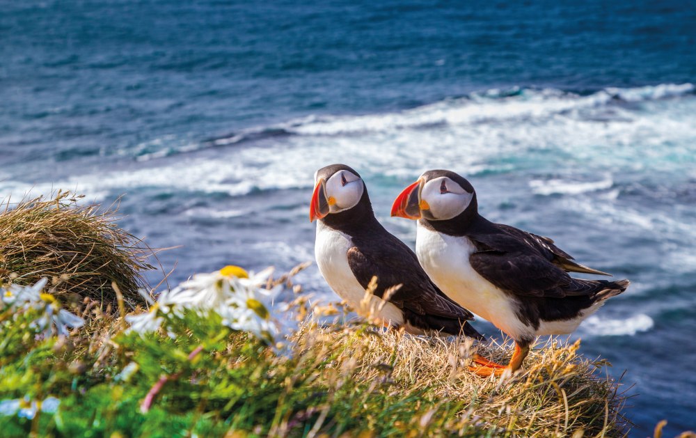 Puffins.jpg