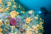 reef-scene-of-anemones-and-