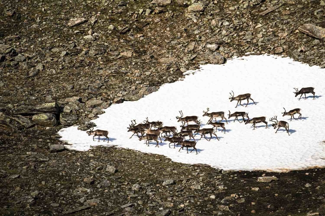 Reindeer, Fjällräven Classic CREDIT Tristan Kennedy.jpg