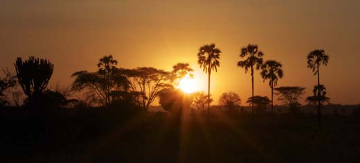 Sunset in Ruaha National Park Tanzania