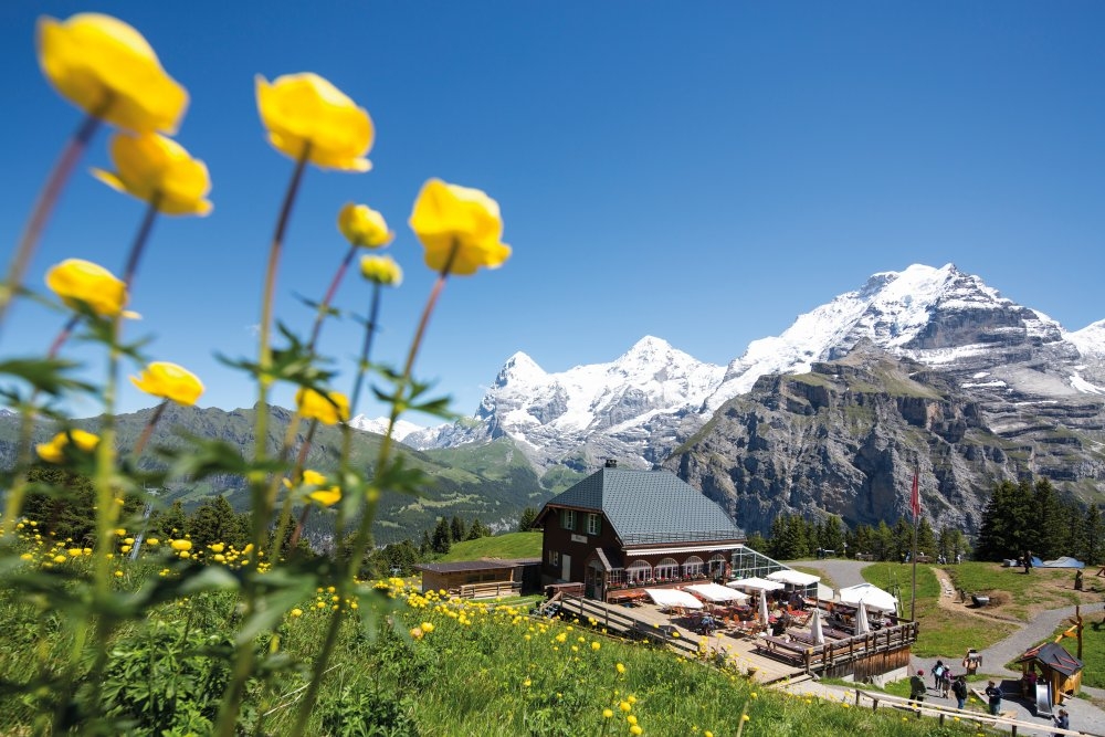 the beautiful landscapes of murren allmendhubel web