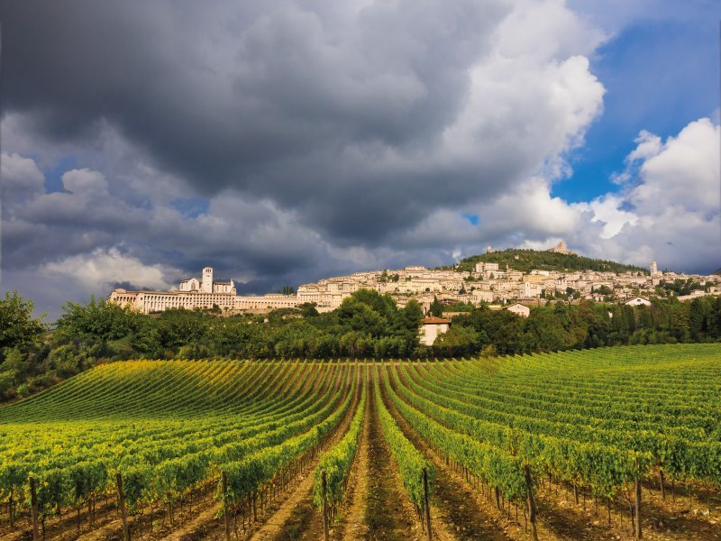 Tuscany_vineyard_and_assisi.jpg