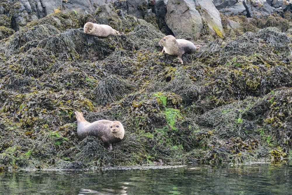 Wonderful wildlife spotting with seals on Lewis.jpg