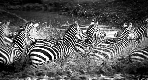 Zebra shot in black and white Ruaha National Park Tanzania