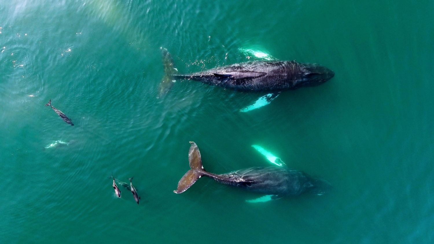 whale-watching-bay-of-fundy-nova-scotia