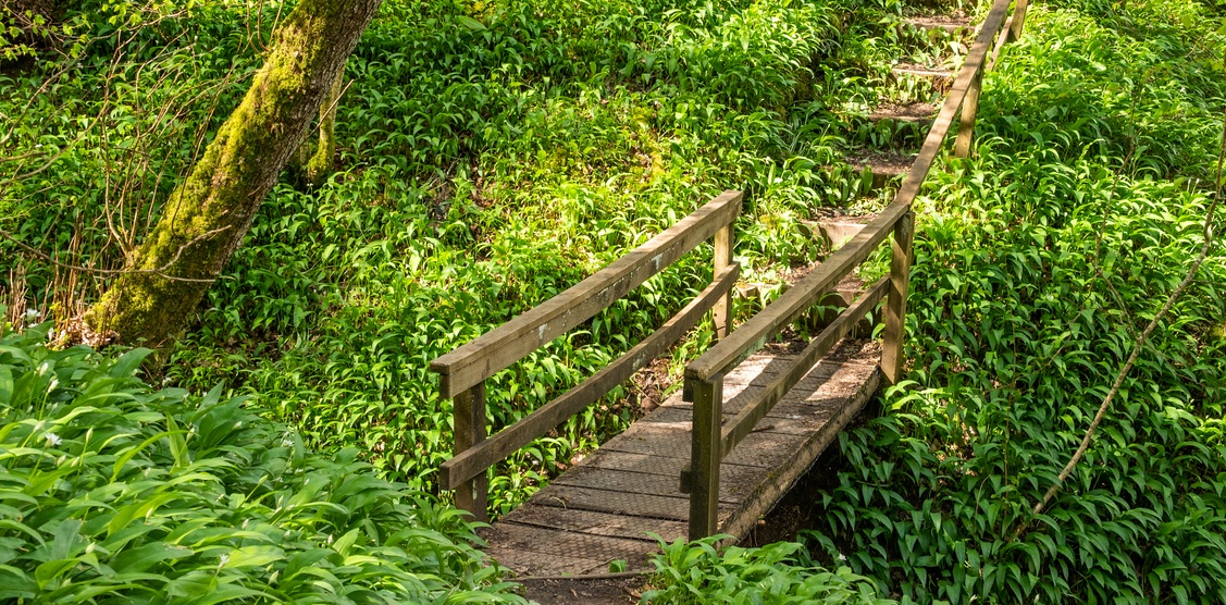 Lower-woods-gloucestershire