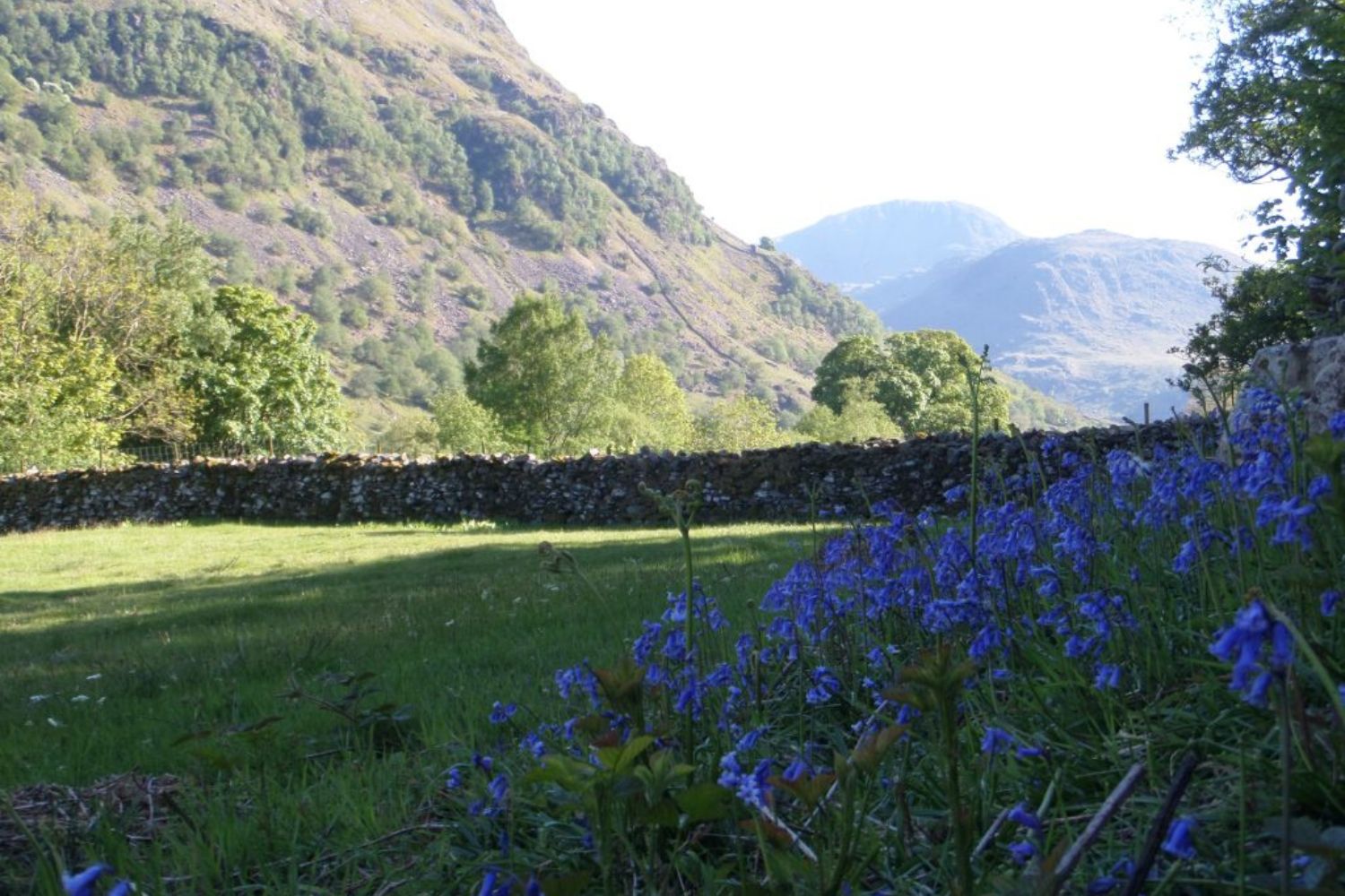 Purple flowers growing on bank with mountains in background - Seatoller Farm, Lake District