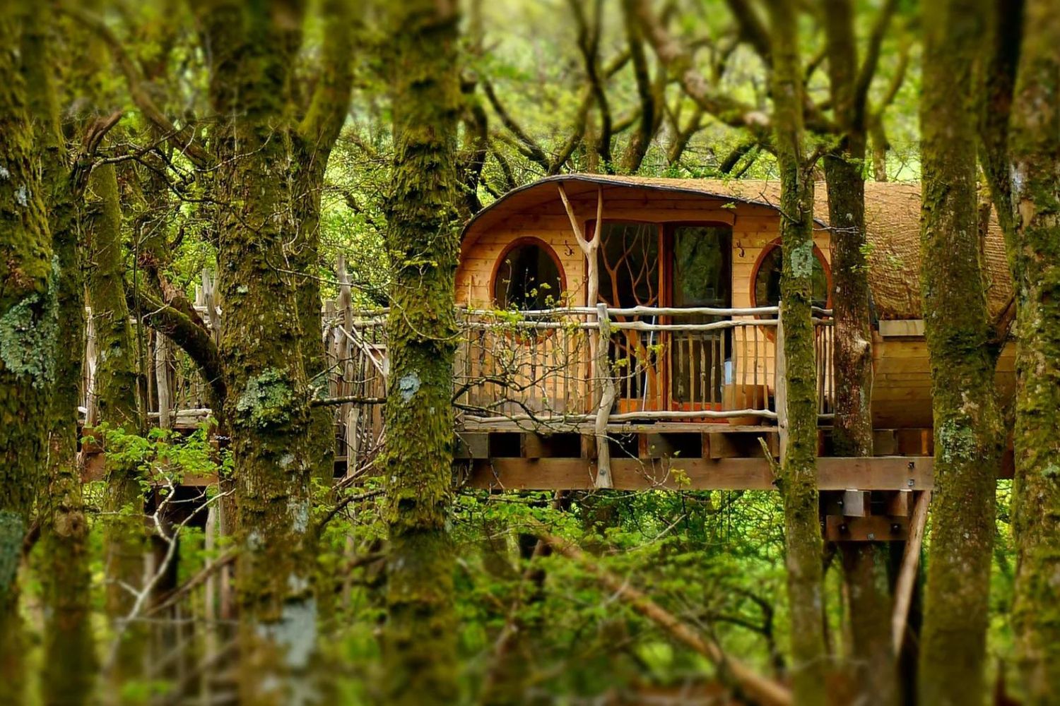 Snapshot of wooden treehouse in between trees - Living Room Treehouse Experience, Powys, Wales