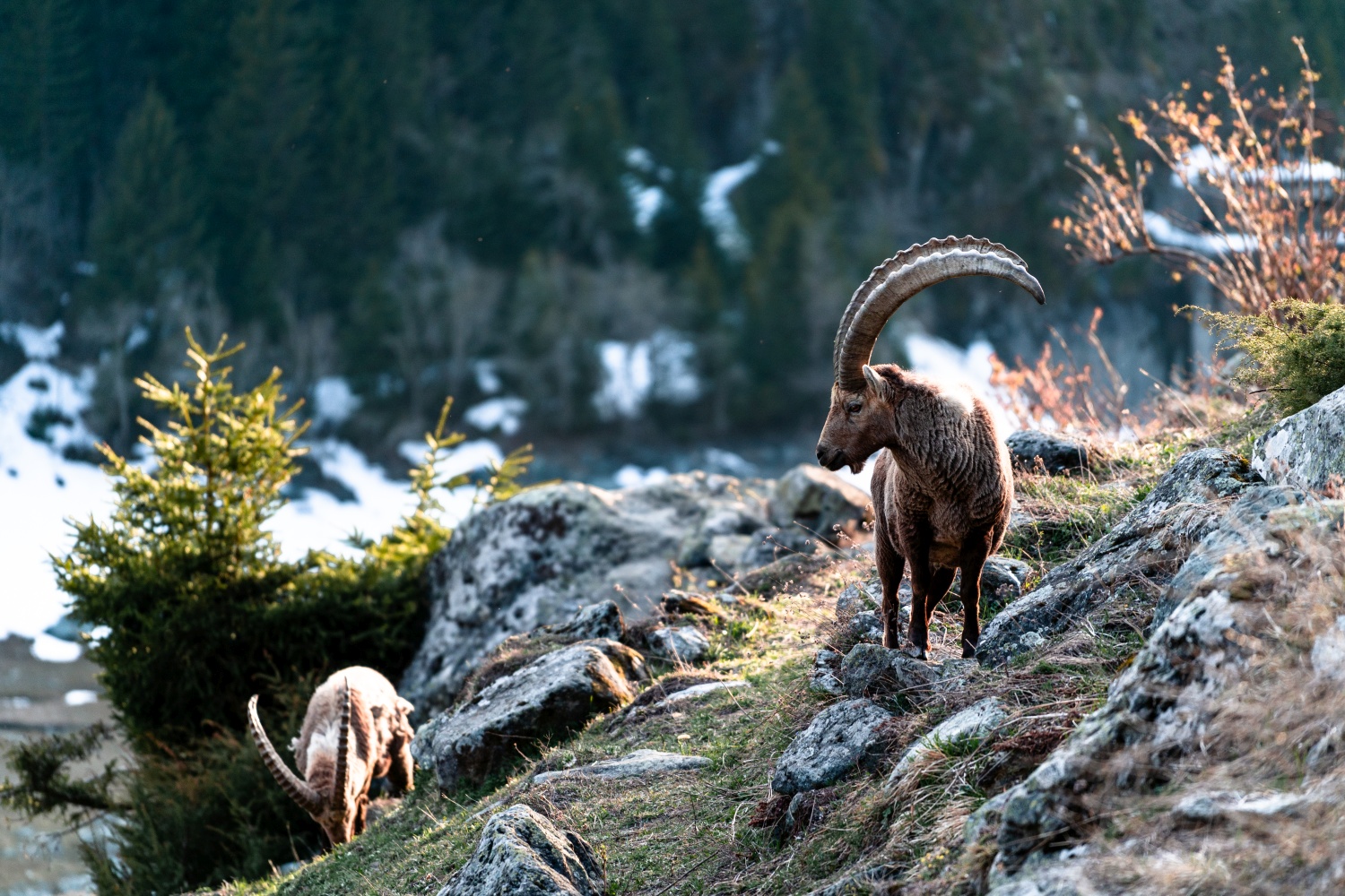 wildlife-verbier-sitzerland