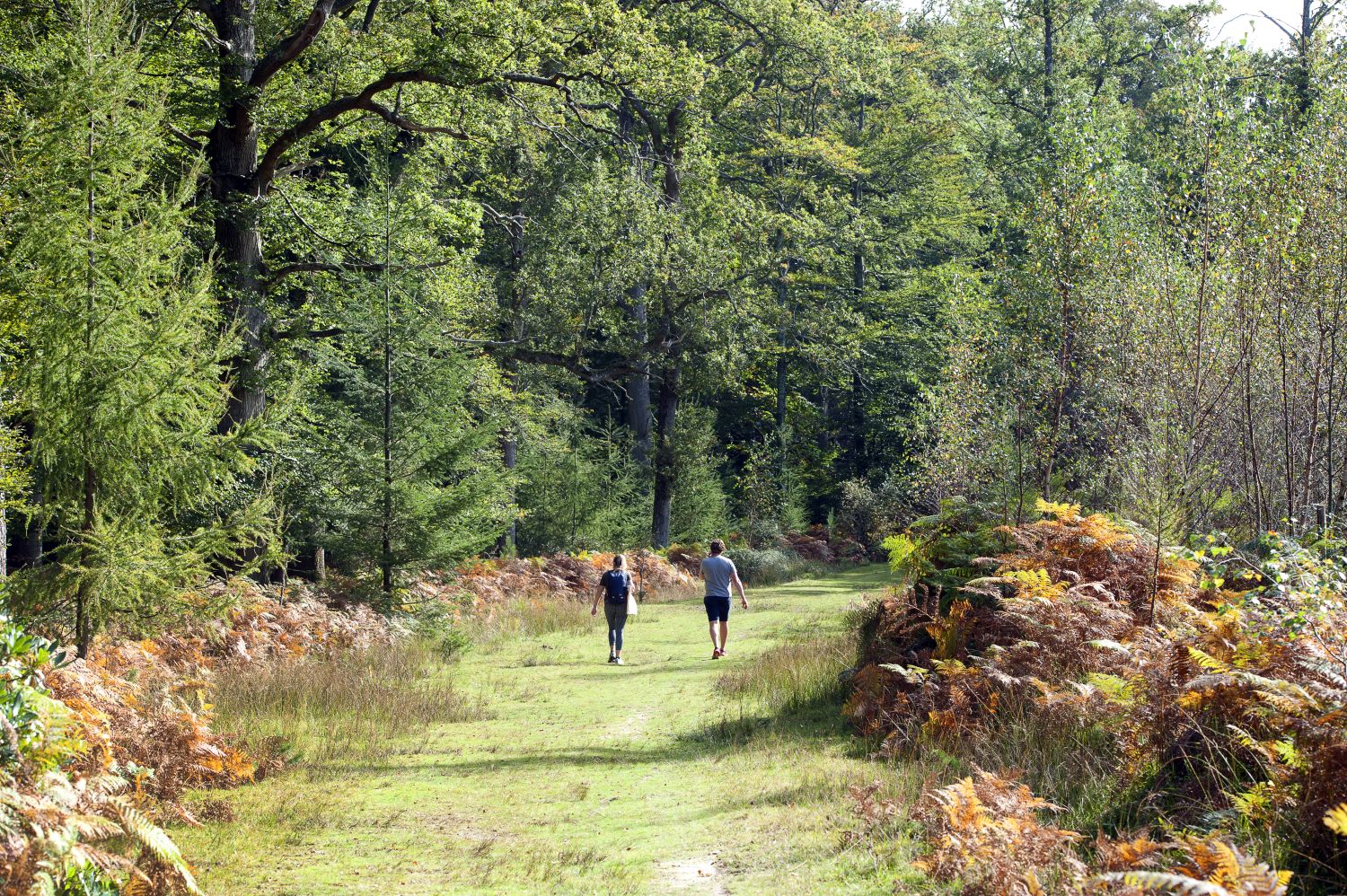 walking-new-forest-uk