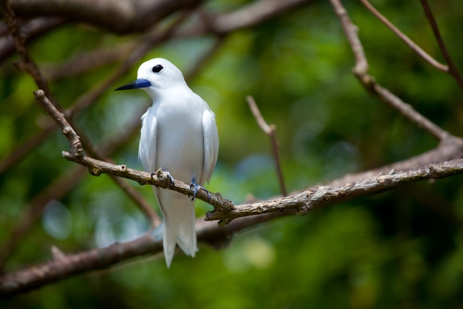 Beautiful Fairy Tern.jpg