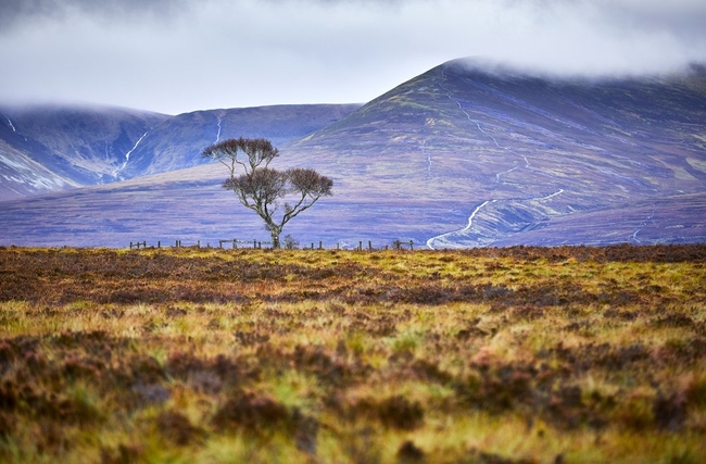 Cairngorms, Scotland.jpg