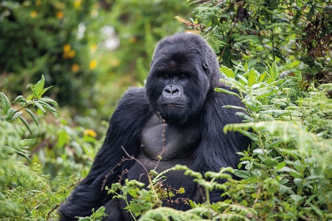 Checking out the local wildlife in Uganda and Rwanda.jpg