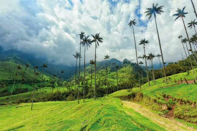 Columbia - Cocora Valley.jpg