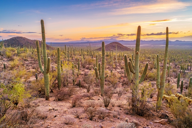 Cycling_Arizona_Trail_Saguaro_National_Park_CREDIT_iStock.jpg