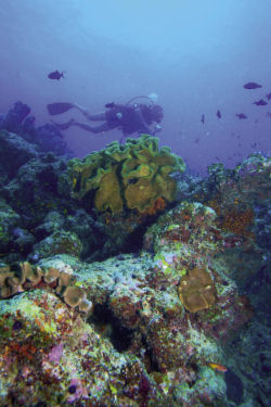 diver ari atoll maldives