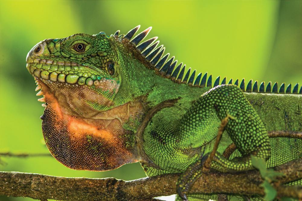 Dominica green iguana suning themselves