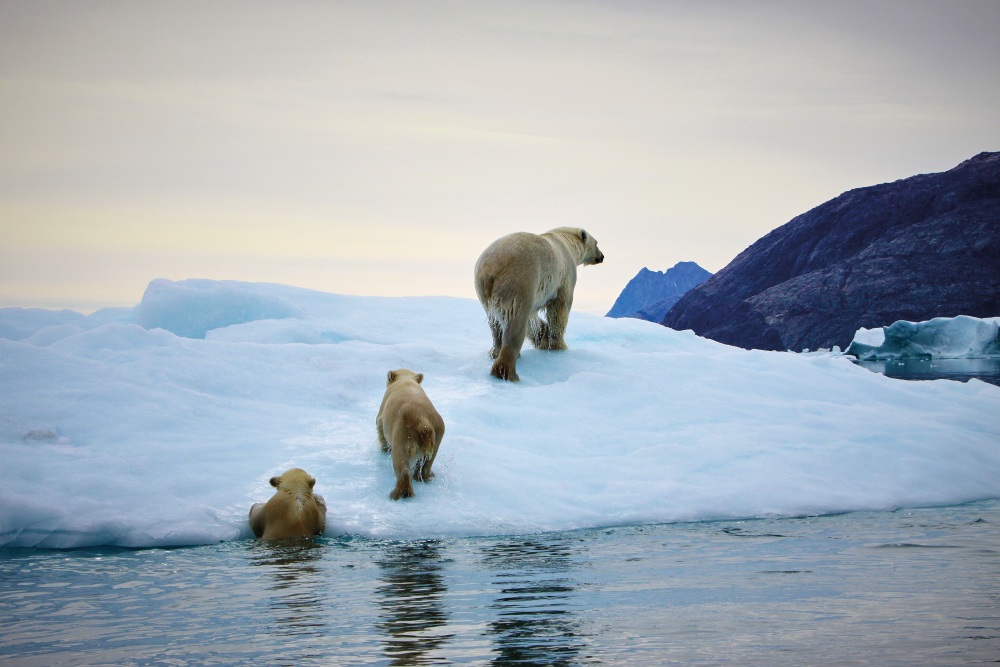 Greenland polar bear.jpg