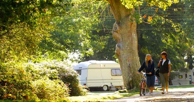 Hollands Wood campsite, New Forest.jpg