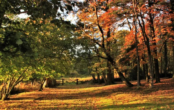 Walking in the New Forest UK CREDIT iStock karleenstevens