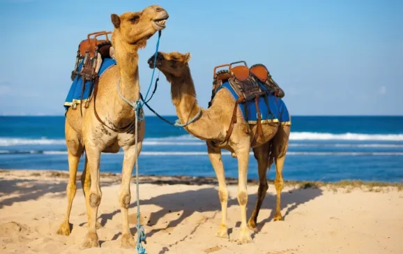 make it a trip to remember and hike with camels in morocco