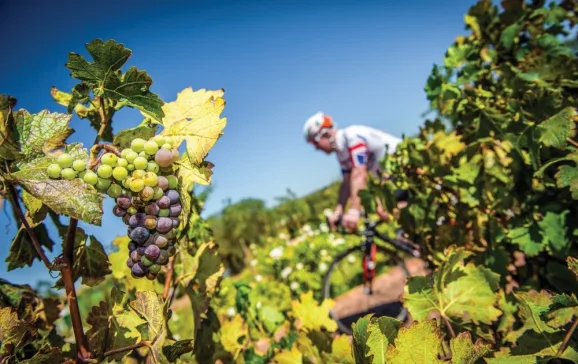 south africa vineyard