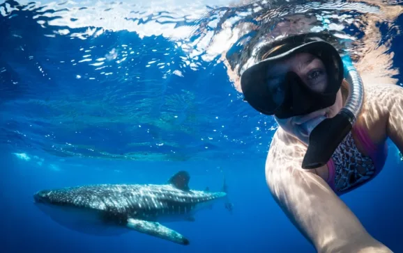 whale shark selfie on st helena credit beth taylor