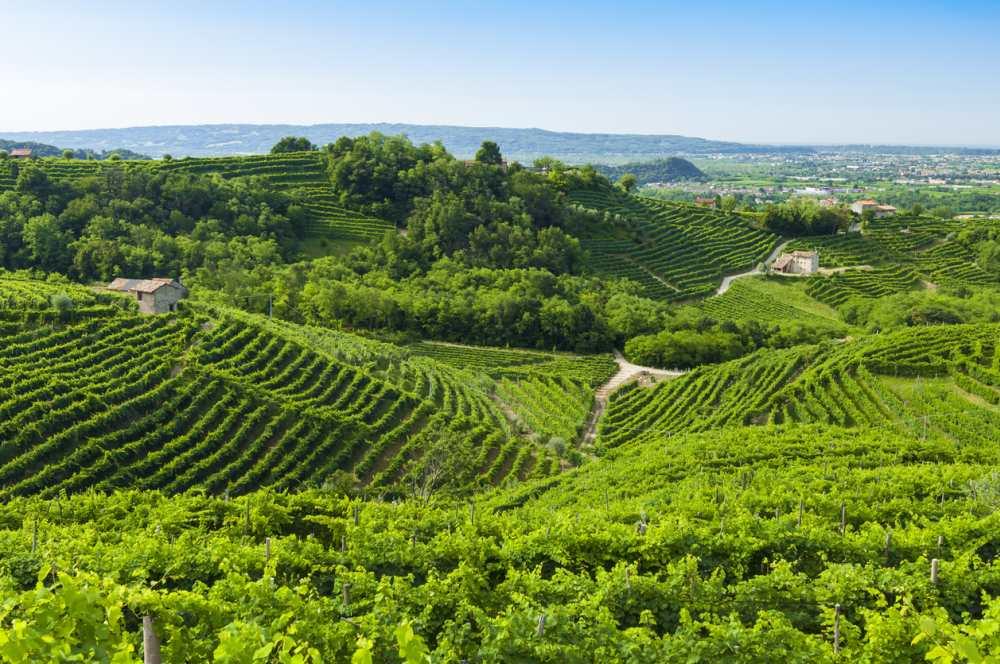 Italy_Prosecco_vineyards.jpg