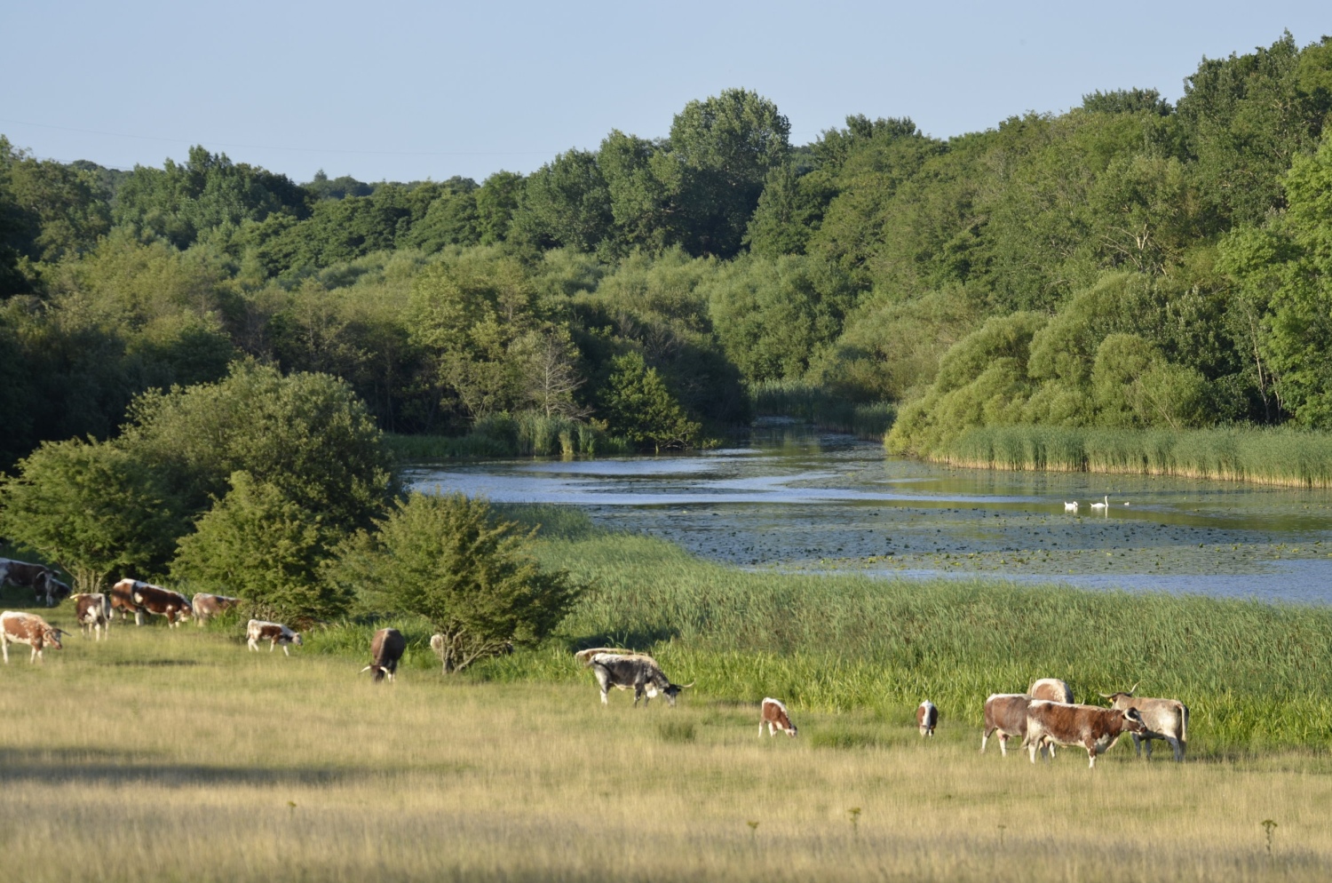 knepp-estate-west-sessex