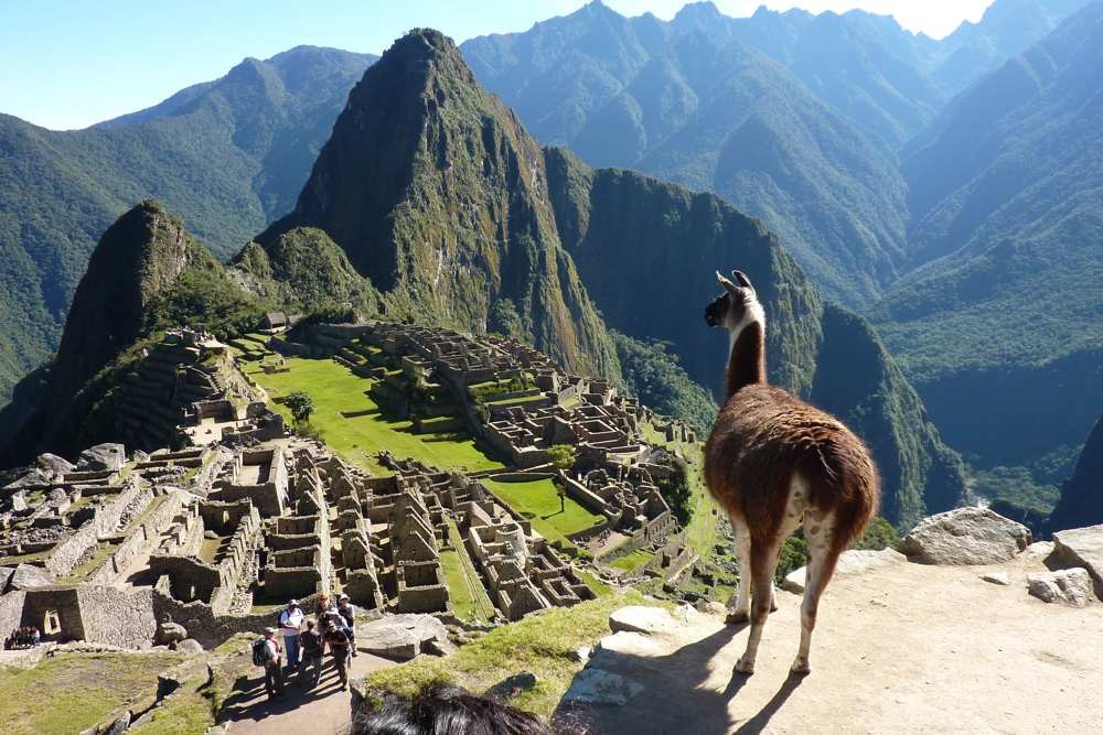 lama over machu piccu