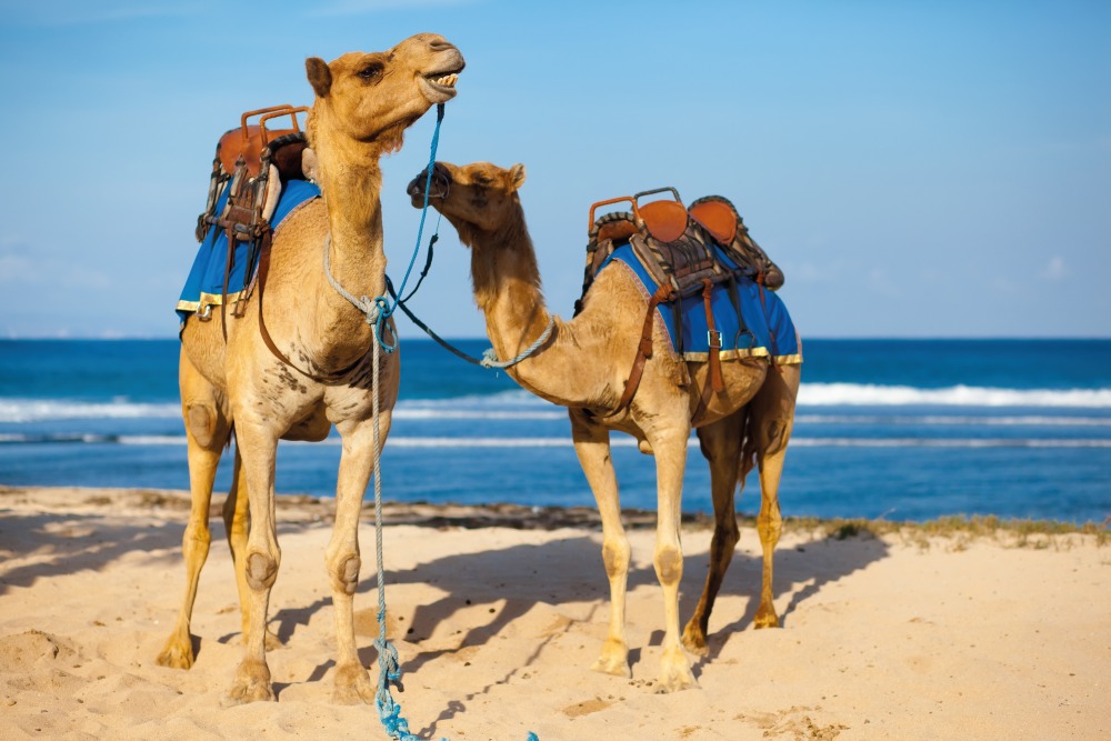 Make it a trip to remember and hike with camels in Morocco.jpg