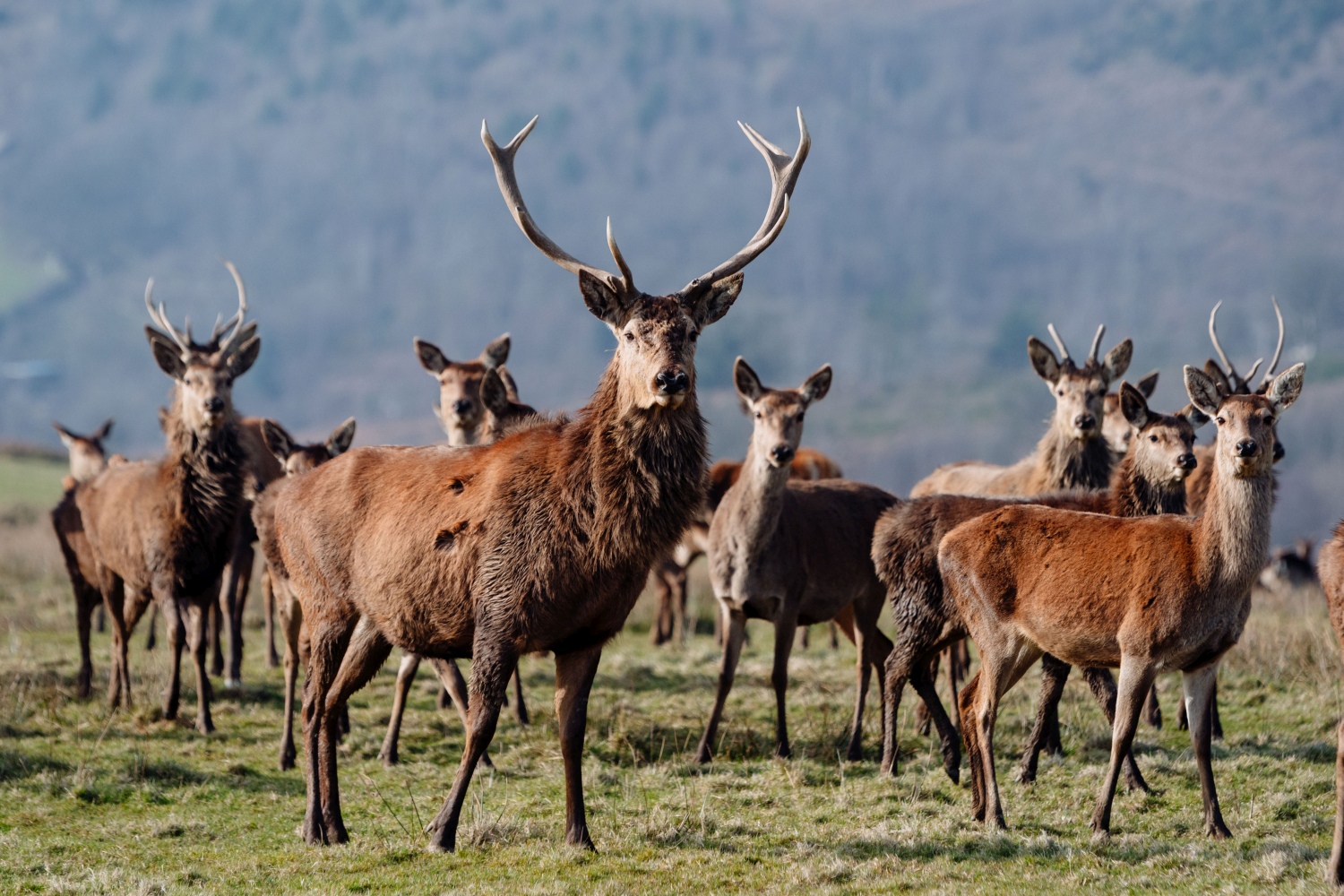 margam-dee-herd-neath-port-talbot