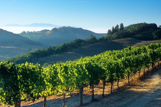 Napa Valley, California_W.jpg