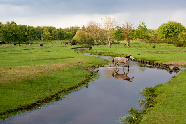 New Forest Walking Festival iStock.jpg