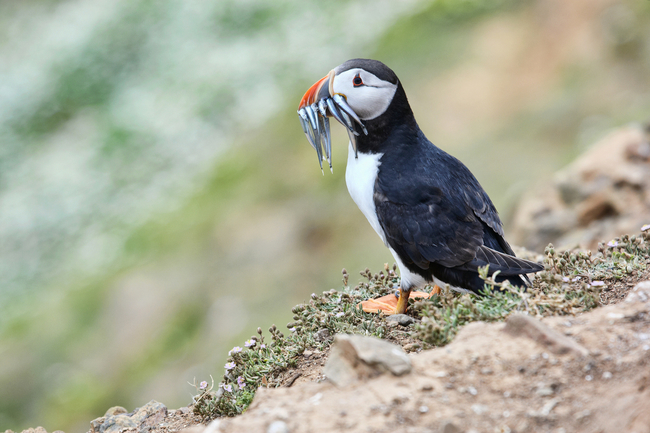 Puffin on Skomer Island.jpg