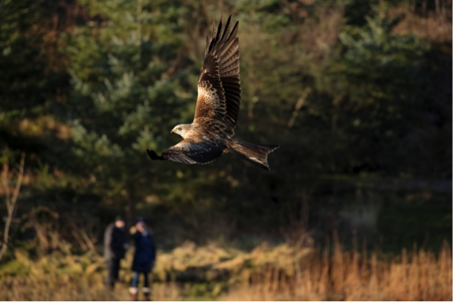 Red kites.png