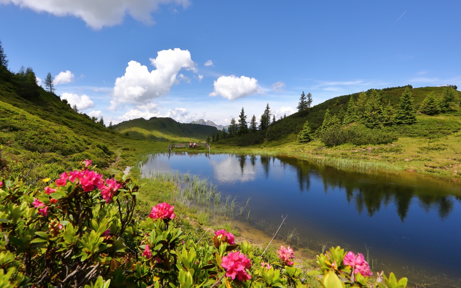 salzberger-almenweg-trail-salzburgerland-austria