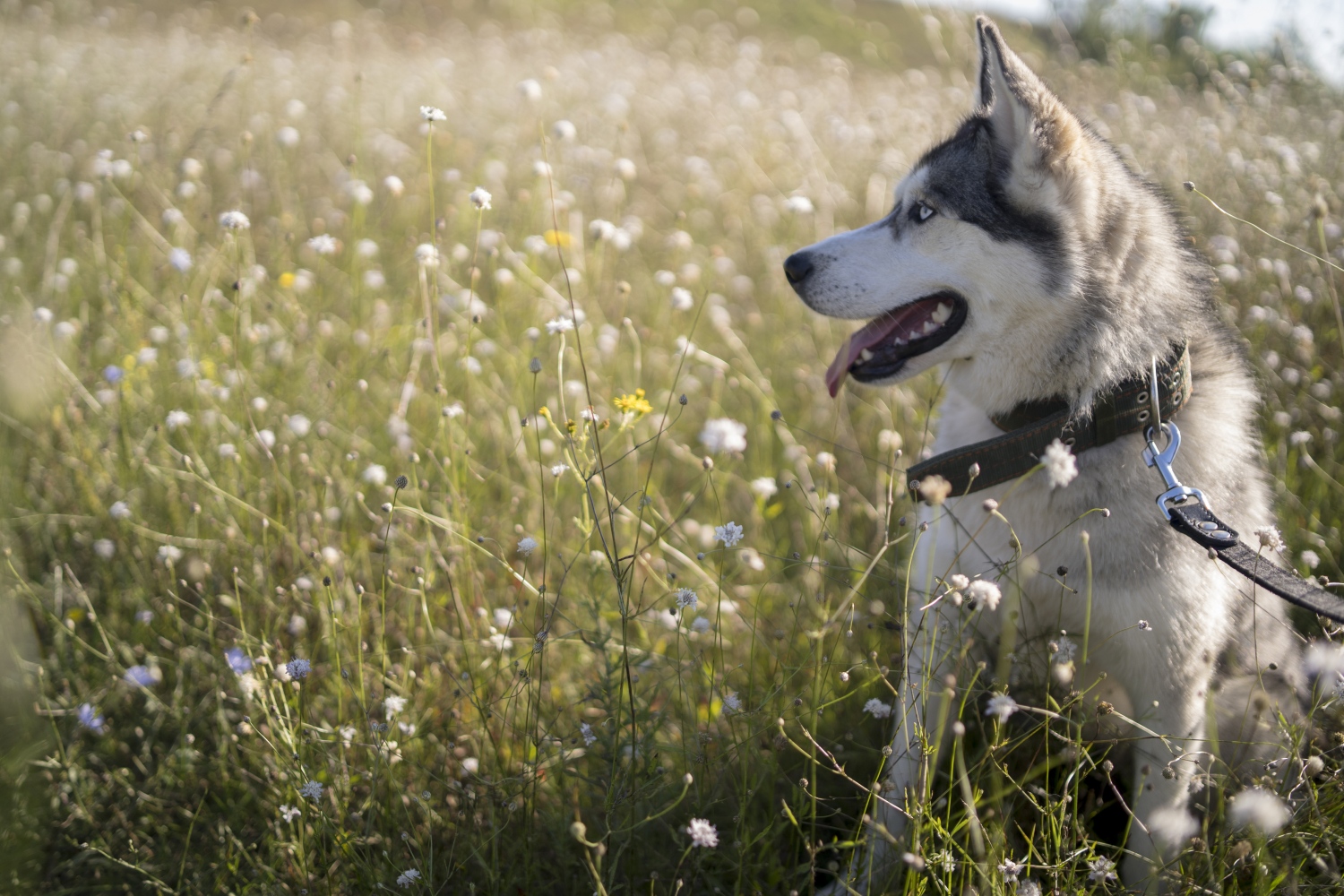 Siberian-husky