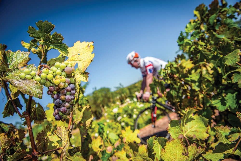 south africa vineyard