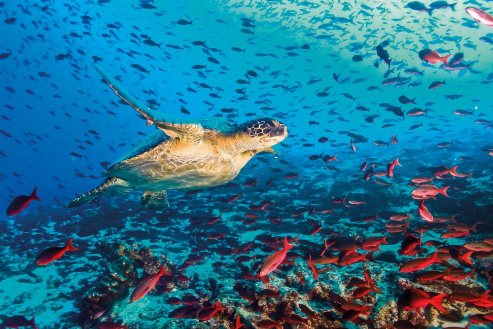 Stunnning underwater scenes at the Galapagos Islands.jpg