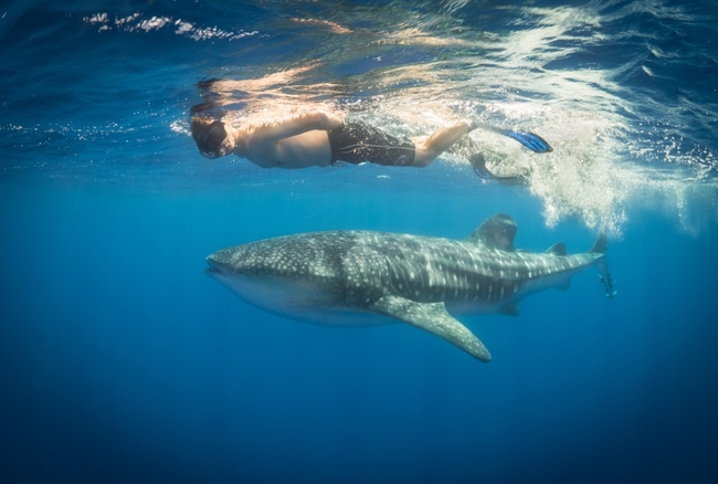 Swimming with sharks in st helena CREDIT Beth Taylor.jpg