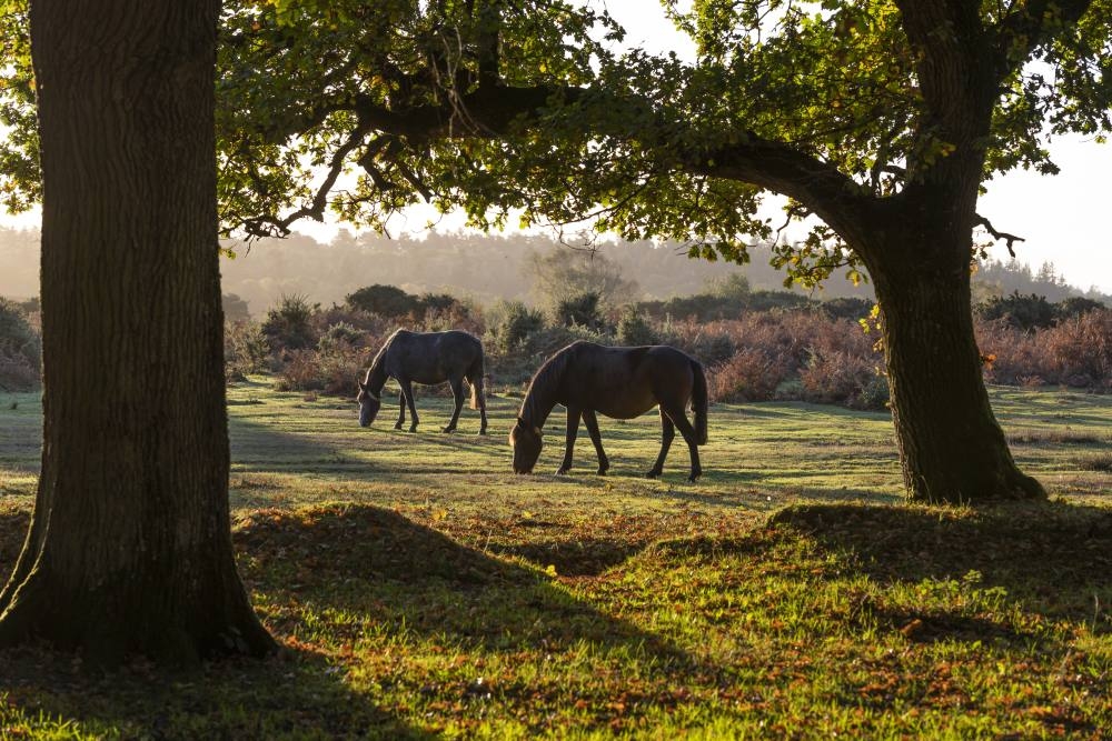 the beautiful woodland landscape of the new forest and its wild horses web