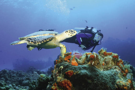 turtle diver mexico