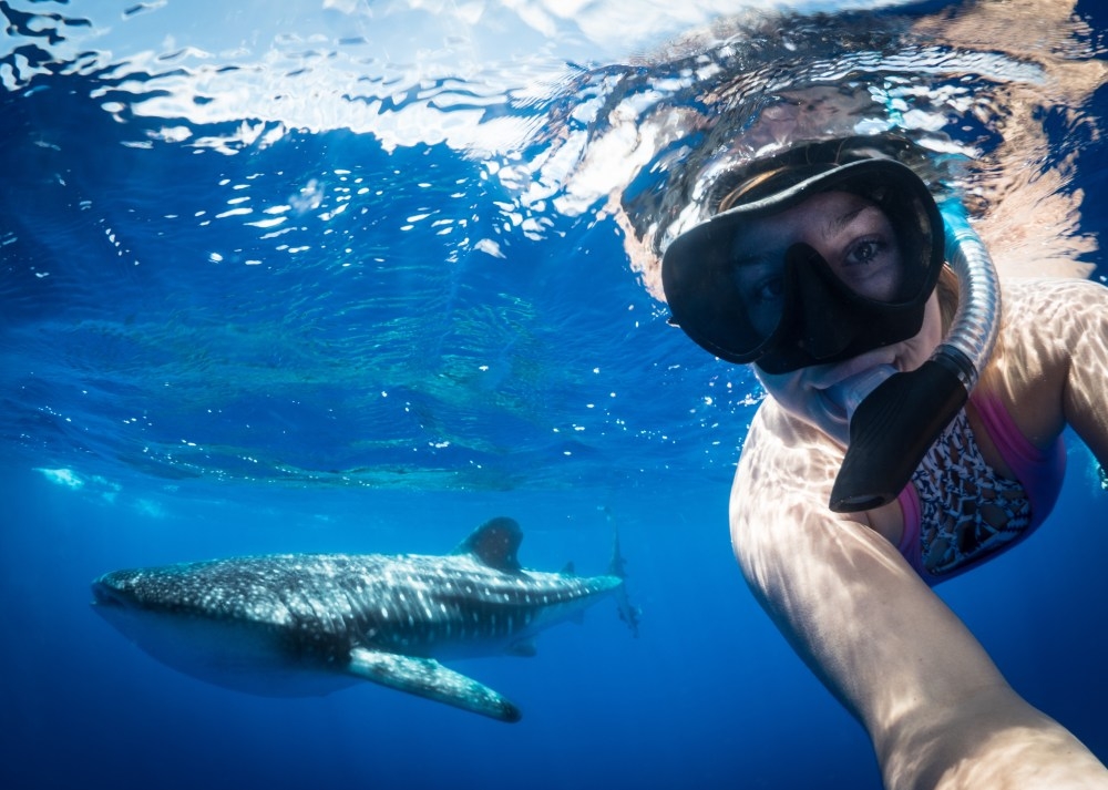 whale shark selfie on st helena credit beth taylor