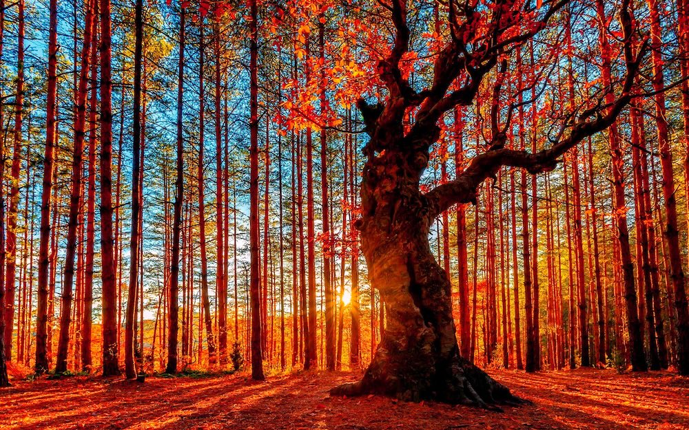 autumn-forest-light